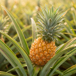 Görseli galeri görüntüleyicisine yükle, Ananas
