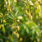 Görseli galeri görüntüleyicisine yükle, Baby Mango
