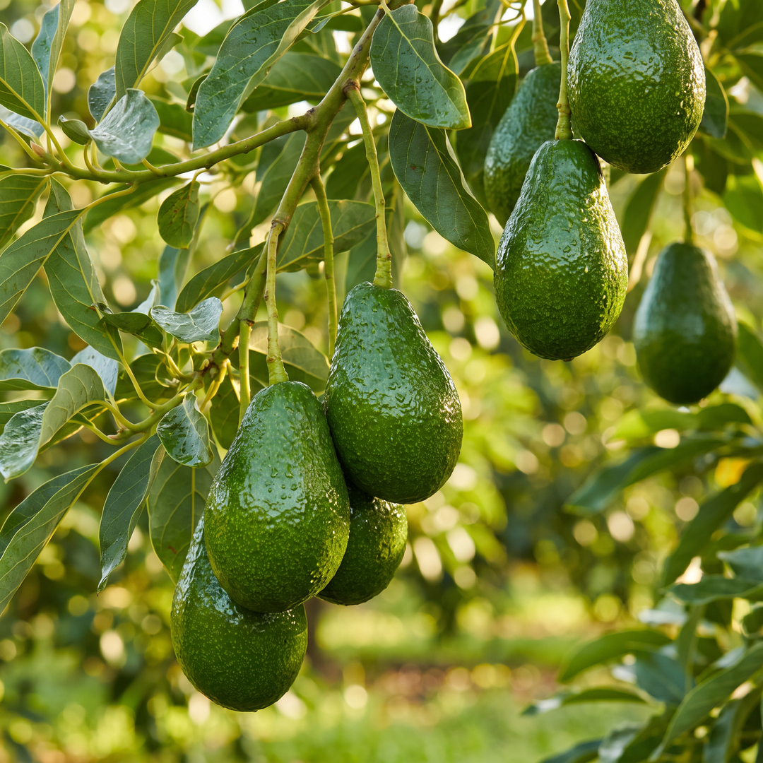 Ettinger Avokado