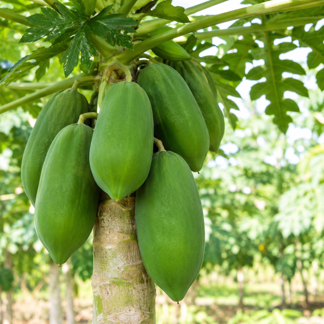 Yeşil Papaya