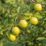 Görseli galeri görüntüleyicisine yükle, Guava
