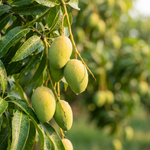 Görseli galeri görüntüleyicisine yükle, Yerli Mango
